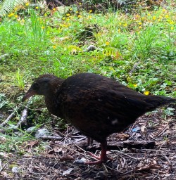 Wildlife Milford Track