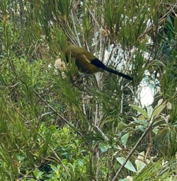 4.3 kea bird stewart island