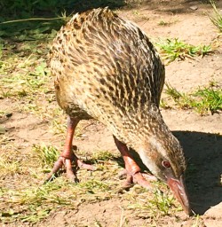 4. Close up Weka on Mou Waho Island