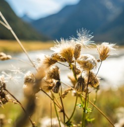 4. Close up flowers Siberia Valley