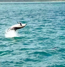 4. Dolphin jumping in Kaikoura