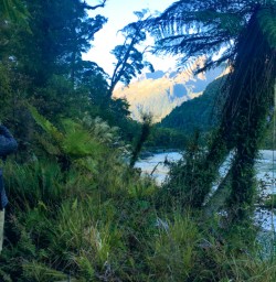 4. Early morning on the Hollyford Track