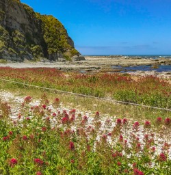4. East Coast flowers