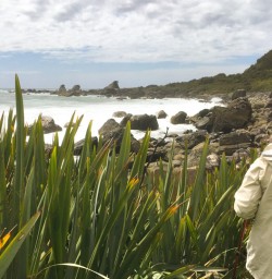 4. Exploring Martins Bay seal colony