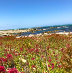 4. Flower field by the beach