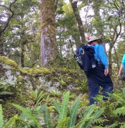 4. Group walking the Hollyford Track