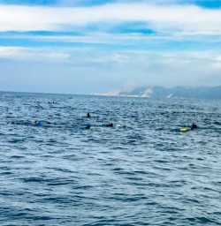 4. Guests in the water 0 Dolphin Swim