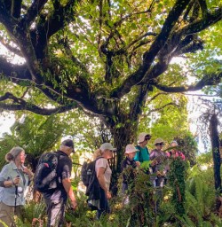 4. Guests under Sycamore Tree
