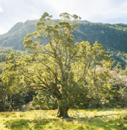 4. Lone tree in Siberia Valley