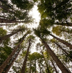 Looking up at the Redwoods