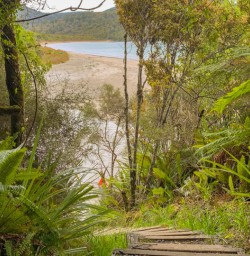 4. Rakiura steps and bush views
