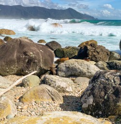 4. Seal colony at Martins Bay