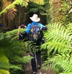 4. Solo guest on Hollyford Track dense native forest