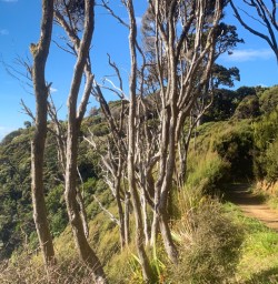 4. Solo guest on Stewart Island