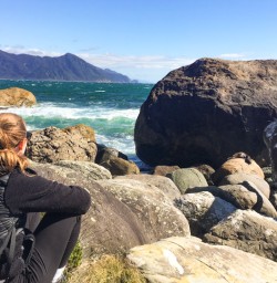 4. Solo guest watching seals
