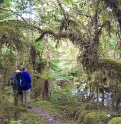 4. The Hollyford Track native trees and moss