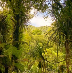 4. View through the trees at Martins Bay
