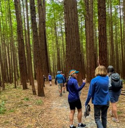 4. Walking the Redwoods