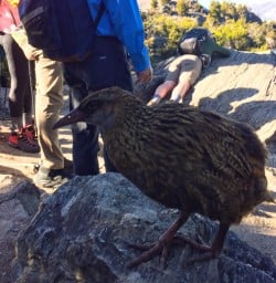 4. Weka on Mou Waho