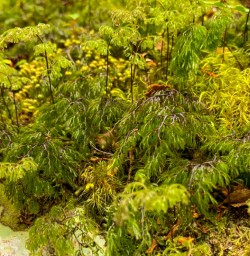 4. Native flora Sibera Valley