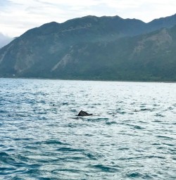 4. Is that a whale