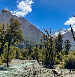 5 Blue skys and native bush on Hollyford2