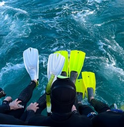 Dolphin Swim in Kaikoura 18 November 2024 3