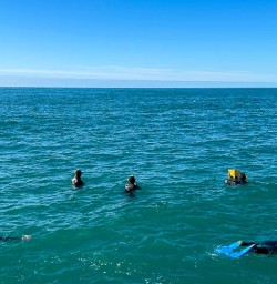 Dolphin Swim in Kaikoura 18 November 2024 4
