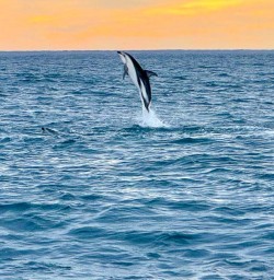 Dolphin Swim in Kaikoura Queen Charlotte Sounds 11 November 2024 8