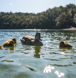 5 Ducks on the water copy