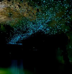 Explore the Waitomo Caves 3rd December 2024