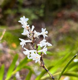 Flora in New Zealand 