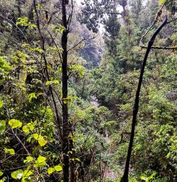 Hike Egmont National