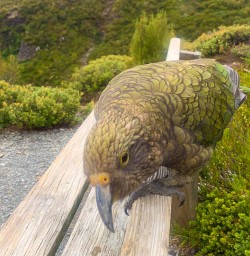 Kea bird in New Zealand
