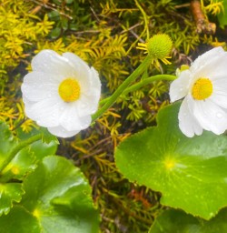 Mount Cook Lily 