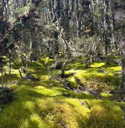 New Zealand green velvet moss 