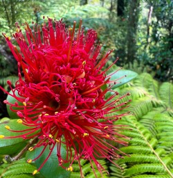 Nydia Track in New Zealand