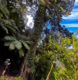 Nydia Track to Nydia Lodge 18 November 2024 4