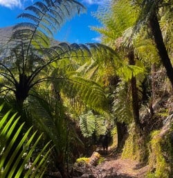 Nydia Track to Nydia Lodge 18 November 2024 9