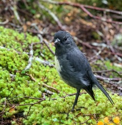 5 Robin on Mossy Log Routeburn Track2