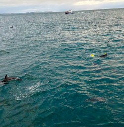 Swimming with dolphins New Zealand