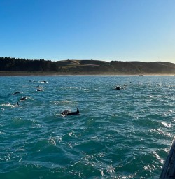 Swimming with dolphins in New Zealand 