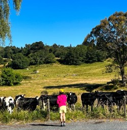 Women with cows New Zealand