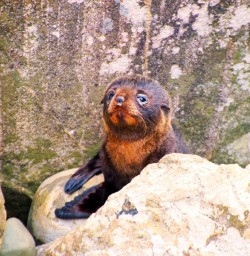 Here he is - don't you just want to cuddle him! Fur Seal pup. Fiordland.