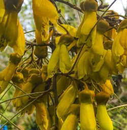 Bright kowhai flowers near Wanaka