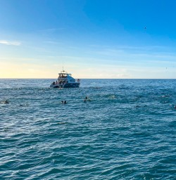 Dolphin encounter Kaikoura2