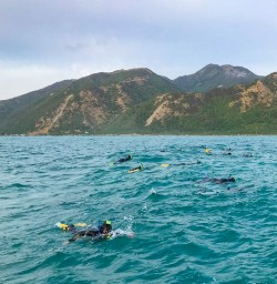 Dolphin swimming Kaikoura