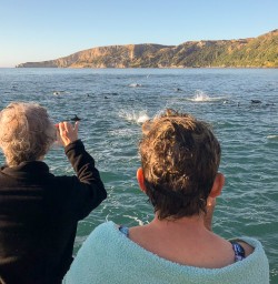 Dolphins at Kaikoura, Canterbury New Zealand