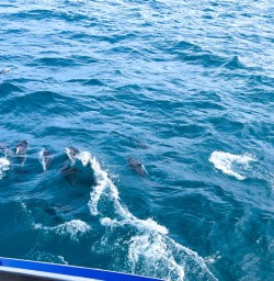 Dolphins Kaikoura