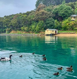Duck family at Queen Charlotte Sound